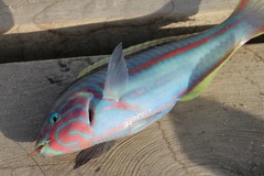 Thalassoma rueppellii