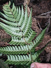 Dryopteris sparsa