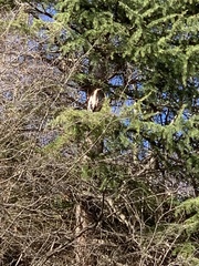 Ardea cinerea