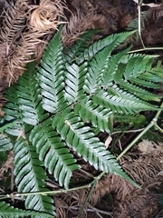 Dryopteris sparsa