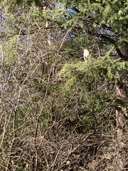 Ardea cinerea