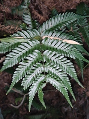 Dryopteris sparsa