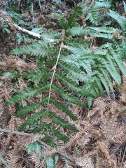 Woodwardia japonica
