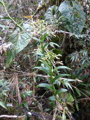 Epidendrum scytocladium