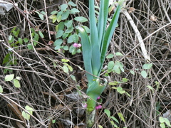 Allium porrum