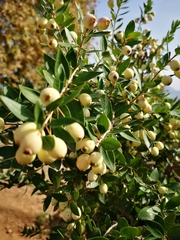 Myrtus communis