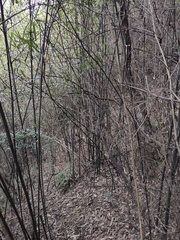 Pleioblastus maculatus