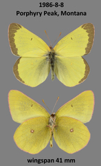 Colias skinneri