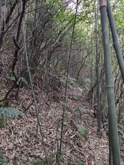 Pleioblastus maculatus