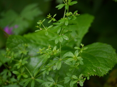 Galium asperuloides