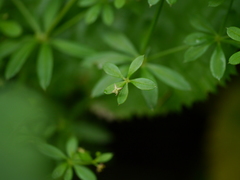 Galium asperuloides