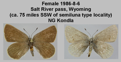 Satyrium semiluna