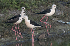 Himantopus himantopus