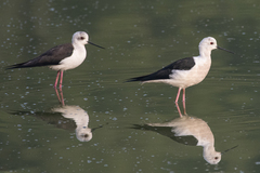 Himantopus himantopus