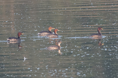 Tachybaptus ruficollis
