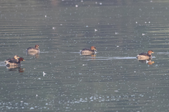 Tachybaptus ruficollis