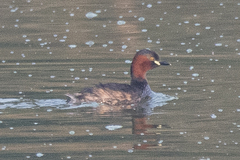 Tachybaptus ruficollis