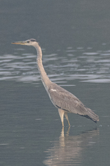 Ardea cinerea