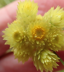 Helichrysum appendiculatum