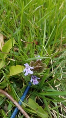 Glechoma hederacea