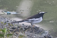 Motacilla maderaspatensis