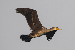 Phalacrocorax carbo