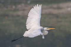 Ardea alba