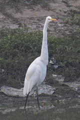 Ardea alba