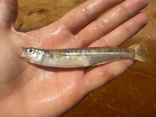Braziliaanse koornaarvis (Atherinella brasiliensis) — Atherinopsidae