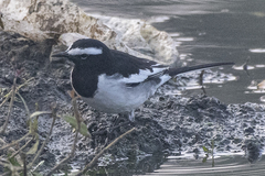 Motacilla maderaspatensis