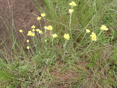 Helichrysum appendiculatum