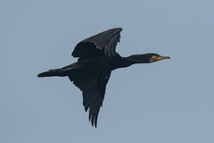 Phalacrocorax carbo