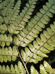 Arachniodes aristata