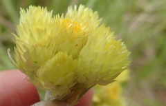Helichrysum appendiculatum