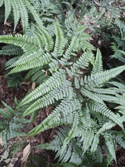 Arachniodes aristata