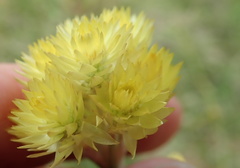 Helichrysum appendiculatum