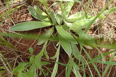Helichrysum appendiculatum