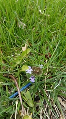 Glechoma hederacea