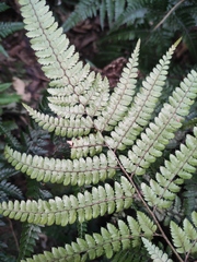 Arachniodes aristata