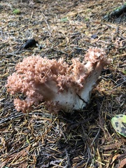 Ramaria botrytis
