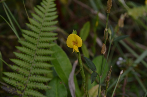 Zornia diphylla observed 2021-11-11