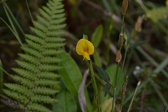 Zornia diphylla