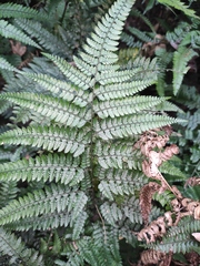 Arachniodes aristata