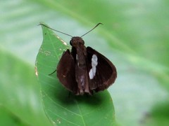 Notocrypta