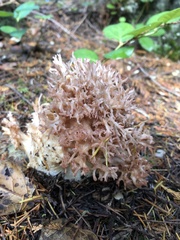Ramaria botrytis