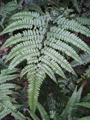 Arachniodes aristata