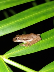 Polypedates maculatus