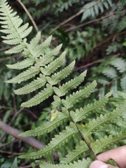 Microlepia marginata