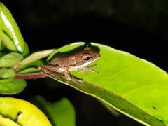 Polypedates maculatus
