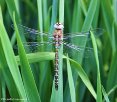 Rhionaeschna diffinis